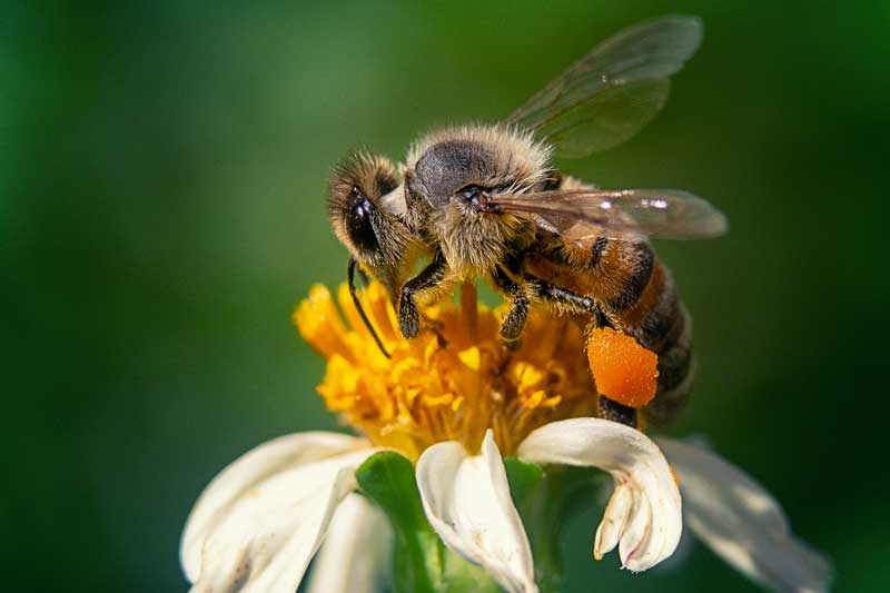 Styrk grundlaget for biodiversitet