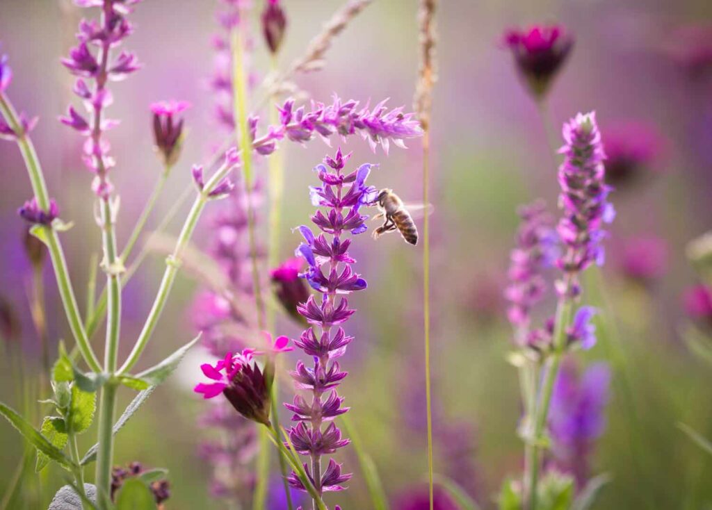 Vilde blomster i haven