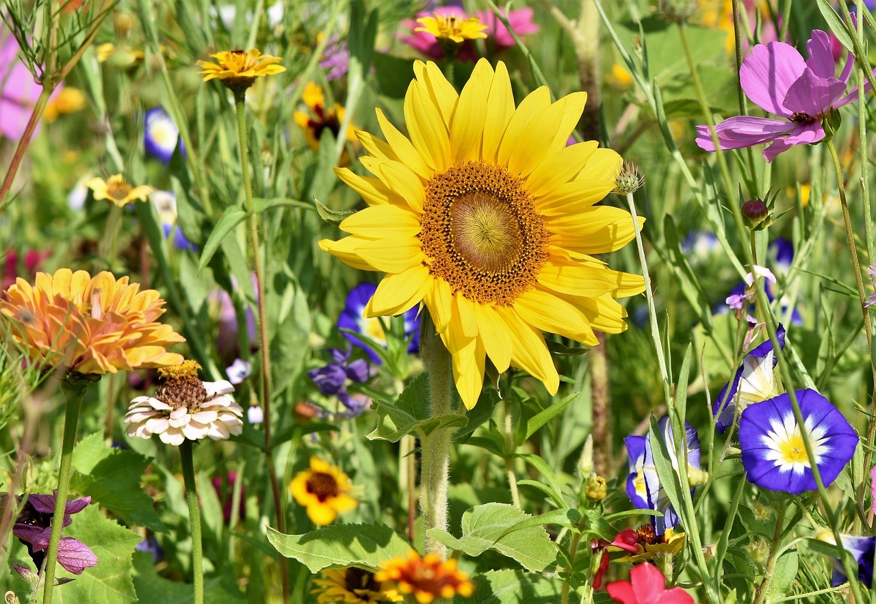 Blandede vilde biodiversitets blandinger